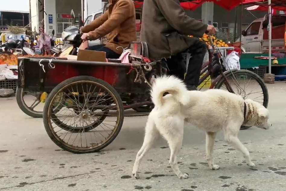 家有推手犬，三轮车奇遇记