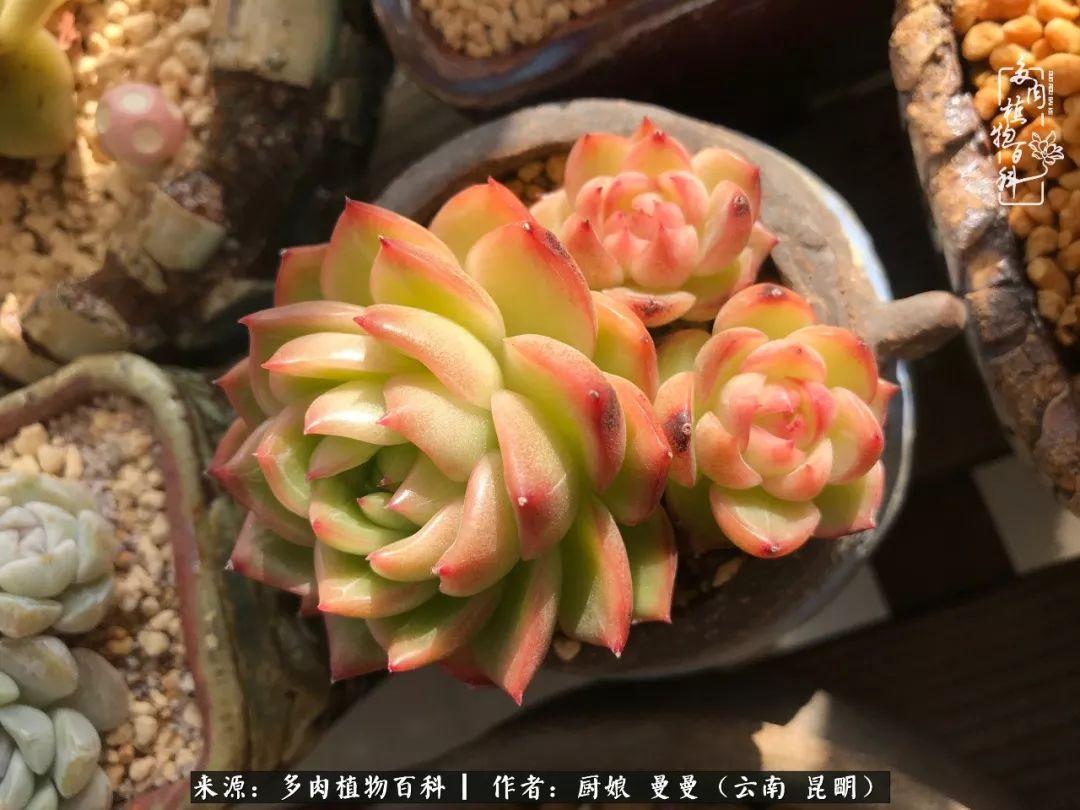 365里合唱，用歌声连接每一天的温暖