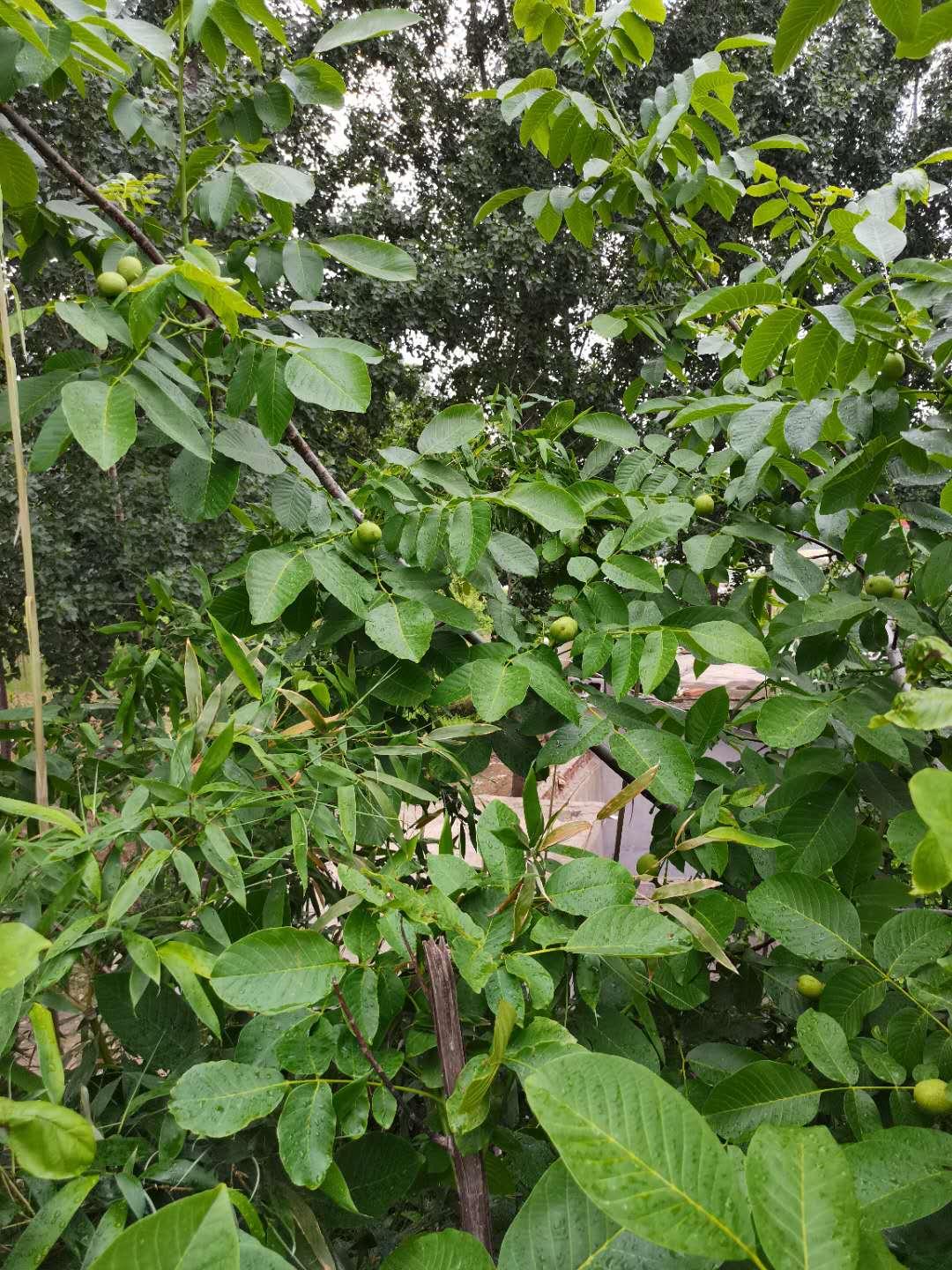 农村365拉面视频，一碗拉面，一段乡愁