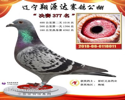 365兄弟鸽子视频，记录生活，传递温暖
