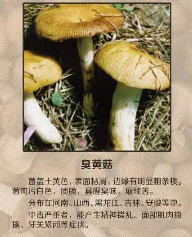 老人误食毒蘑菇，一场意外的音乐疗愈