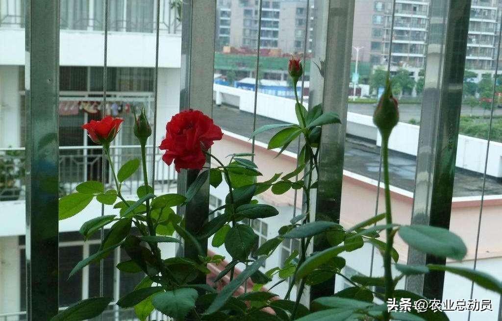 用365朵玫瑰花教学视频，我学会了慢下来